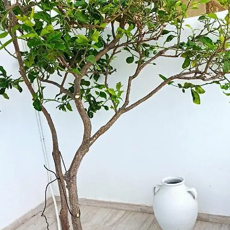 Summer Hοuse Апартаменты Vivlos